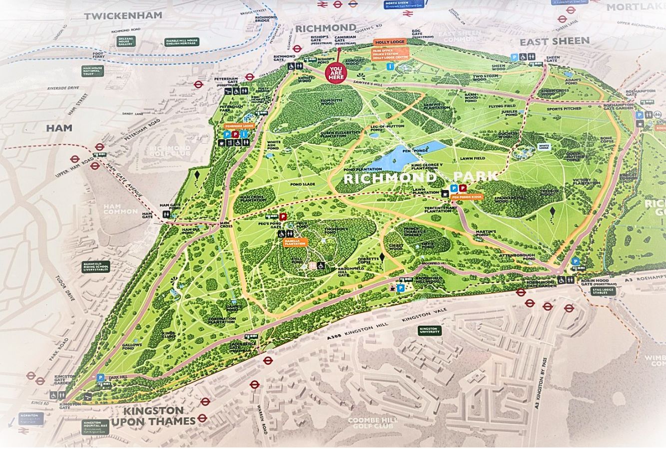 Richmond Park deer and open grassland